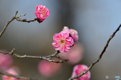 梅の花