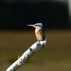 カワセミ