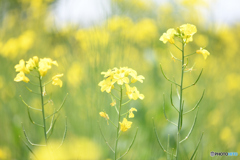 菜の花