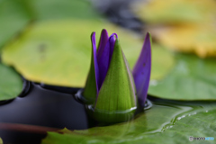 スイレン　蕾み
