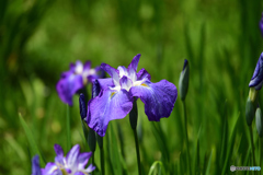 花菖蒲
