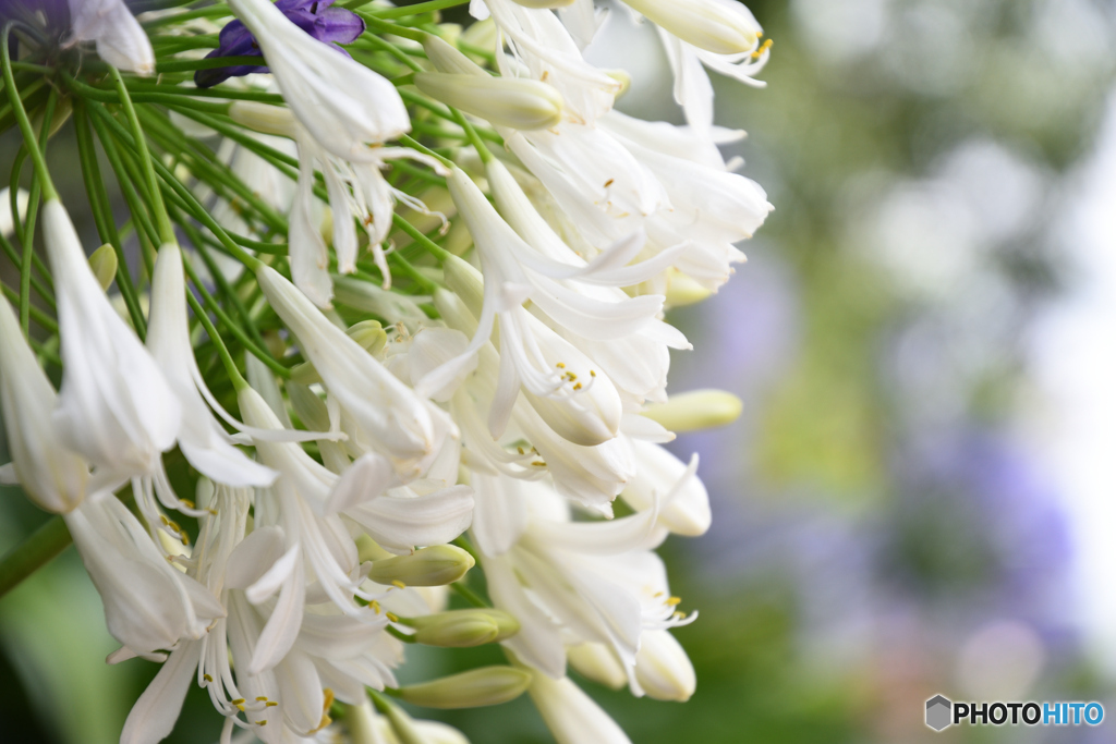 アガパンサス１