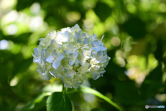 アジサイ10