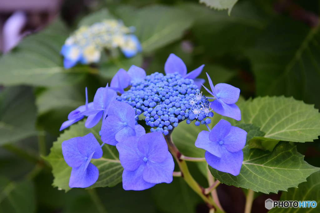 我が家の紫陽花