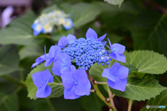 我が家の紫陽花
