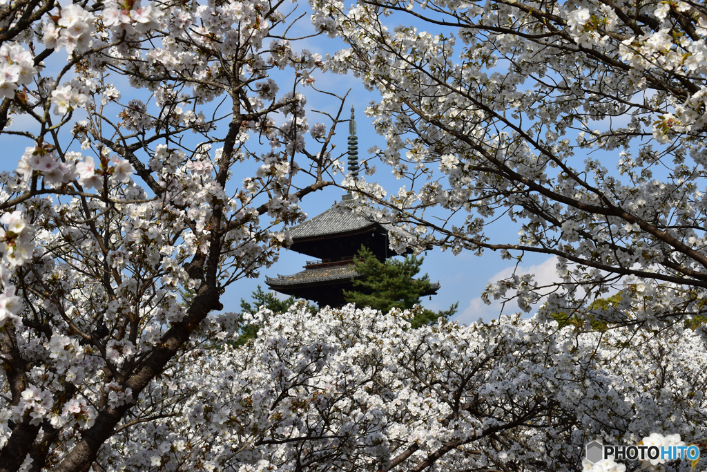 御室桜