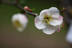 木瓜の花　東絞り