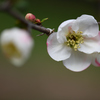 木瓜の花　東絞り