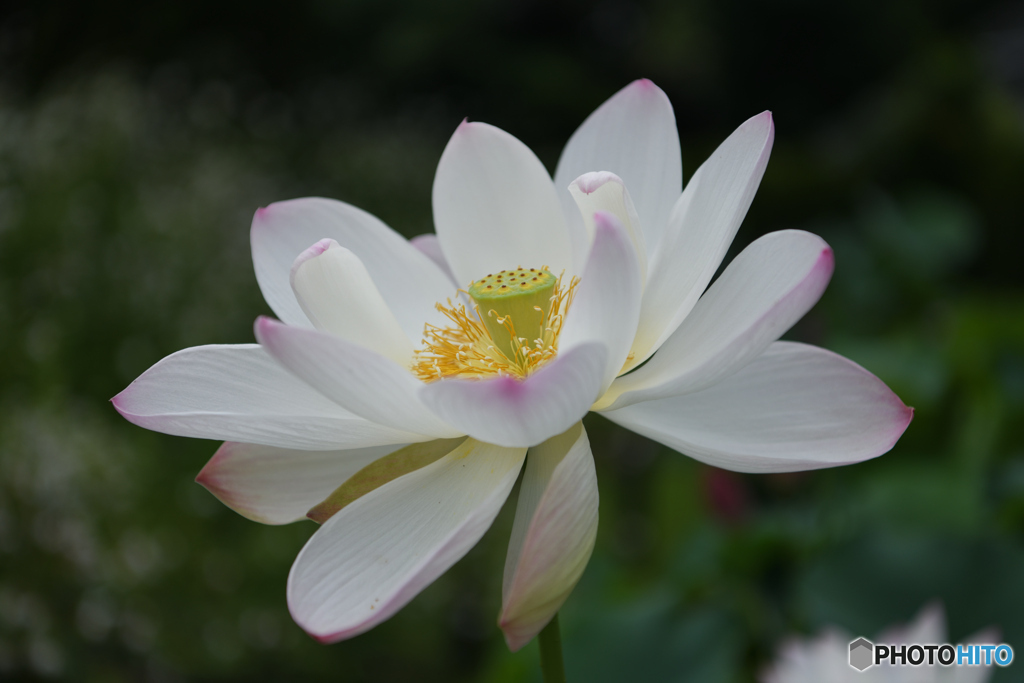 蓮の花