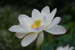 蓮の花