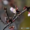 春　かん桜