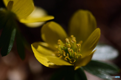 キバナセツブンソウ