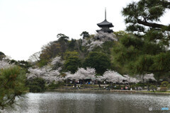 三渓園　春の装い