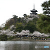 三渓園　春の装い