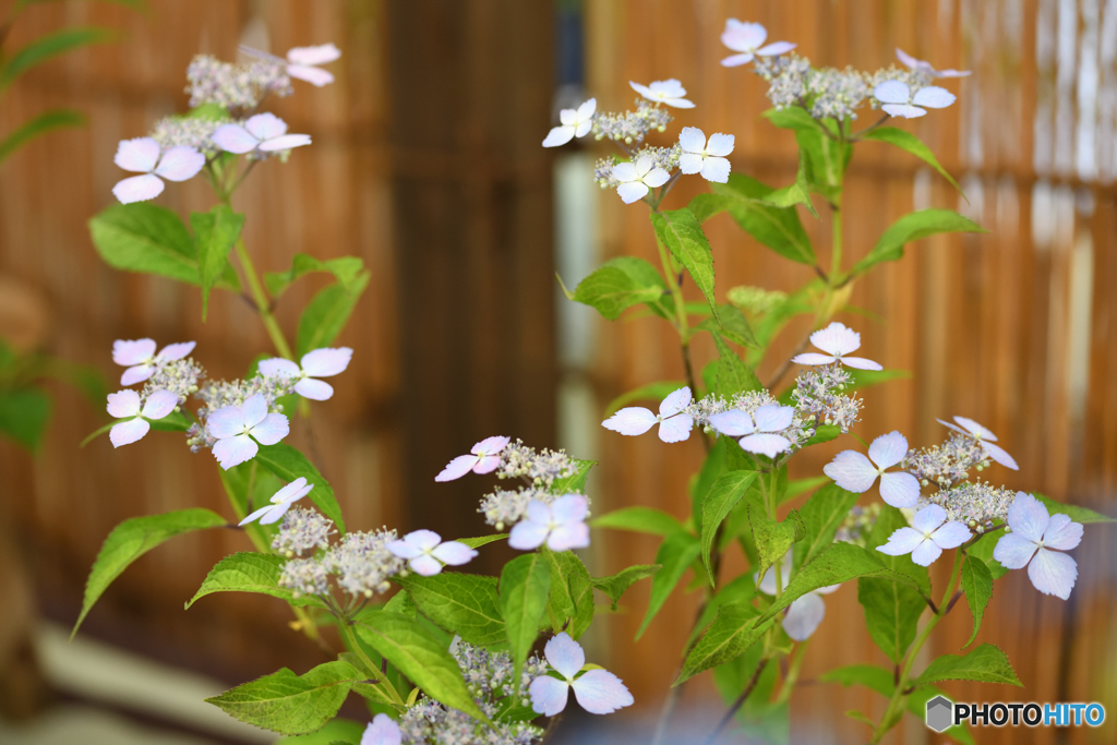 トカラの桜2