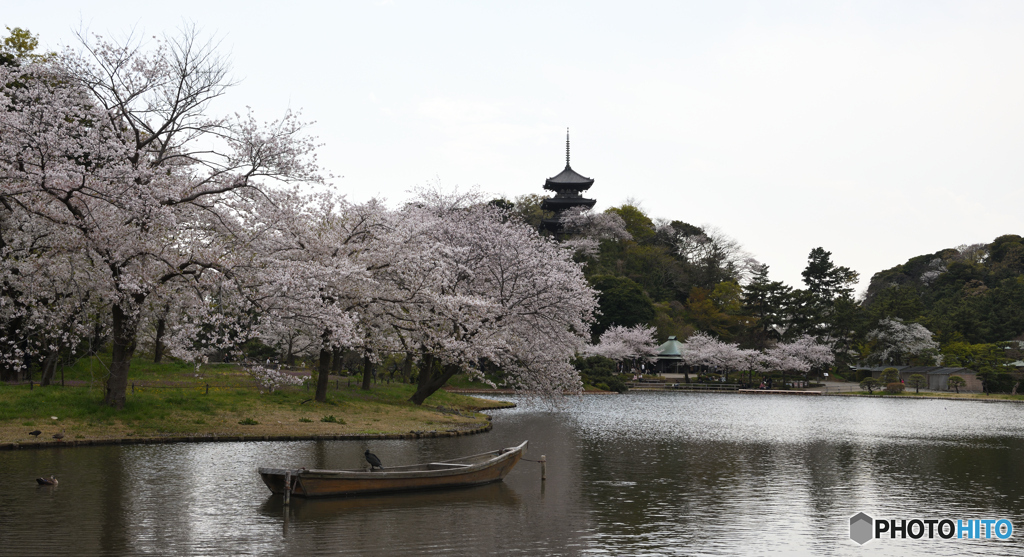 三渓園　桜