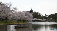 三渓園　桜