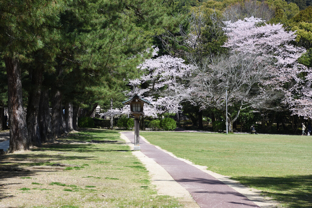 桜咲く