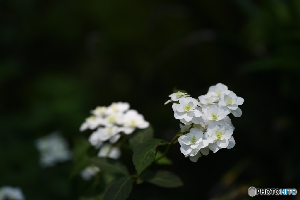 白い花は好きですか