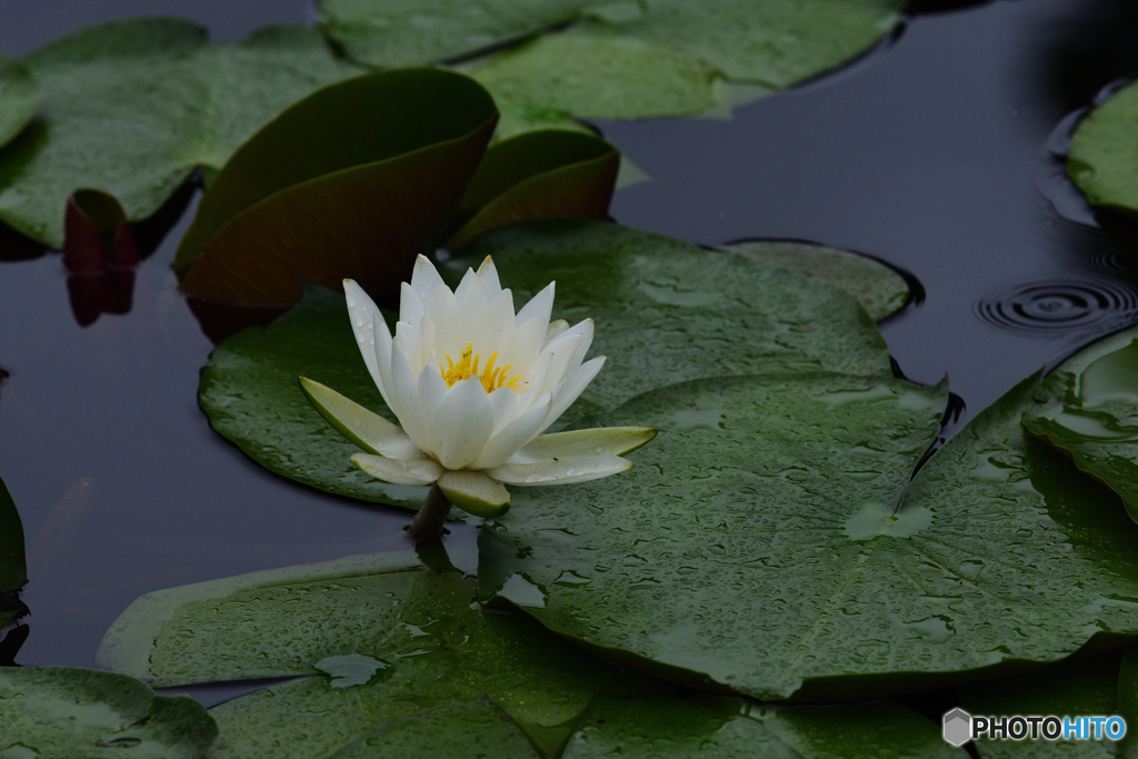 夏の花　睡蓮