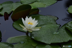 夏の花　睡蓮