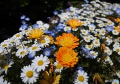 花真っ盛り