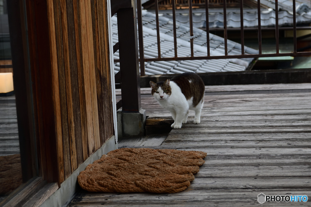 奈良町のつわもの