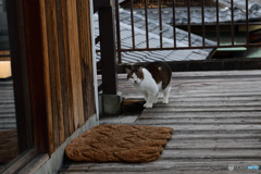 奈良町のつわもの
