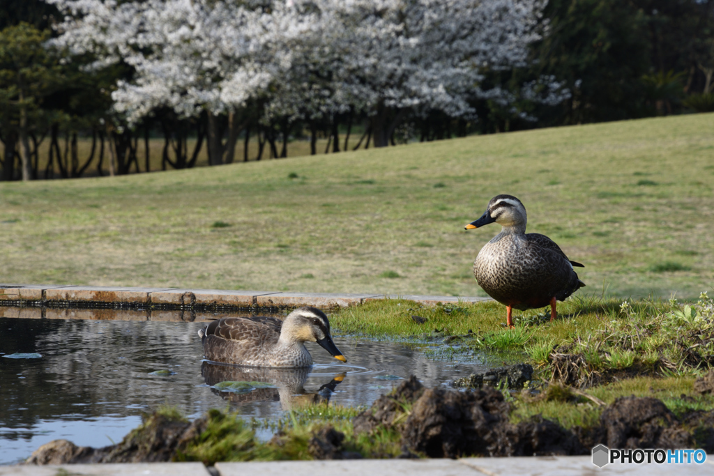 カモと桜