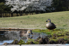 カモと桜