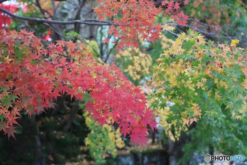 鎌倉　長谷寺　紅葉3