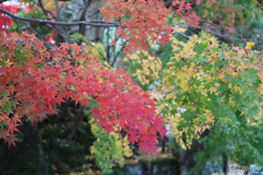 鎌倉　長谷寺　紅葉3