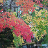 鎌倉　長谷寺　紅葉3