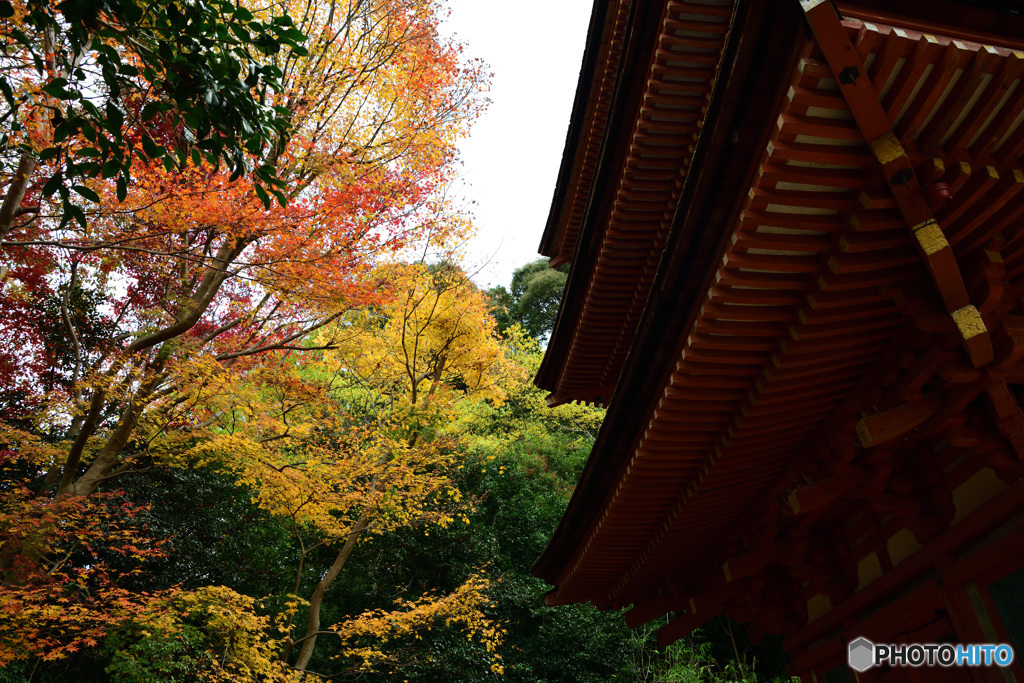 浄瑠璃寺　秋