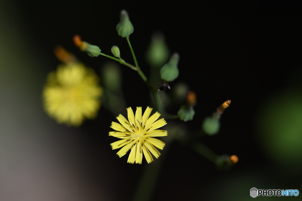 庭に咲いた小さな花