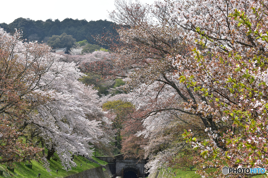 琵琶湖疏水の桜2