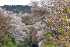 琵琶湖疏水の桜2