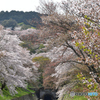 琵琶湖疏水の桜2