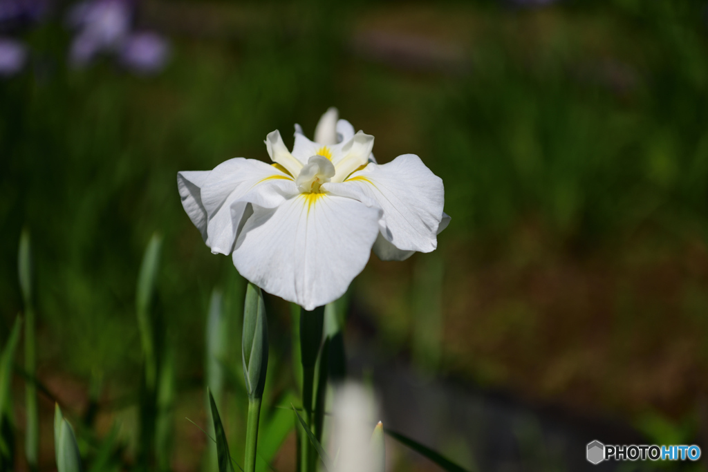 花菖蒲　白芙蓉