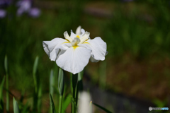 花菖蒲　白芙蓉