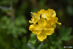 何の花