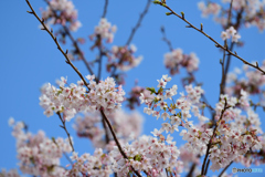 玉縄桜