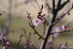 梅の花