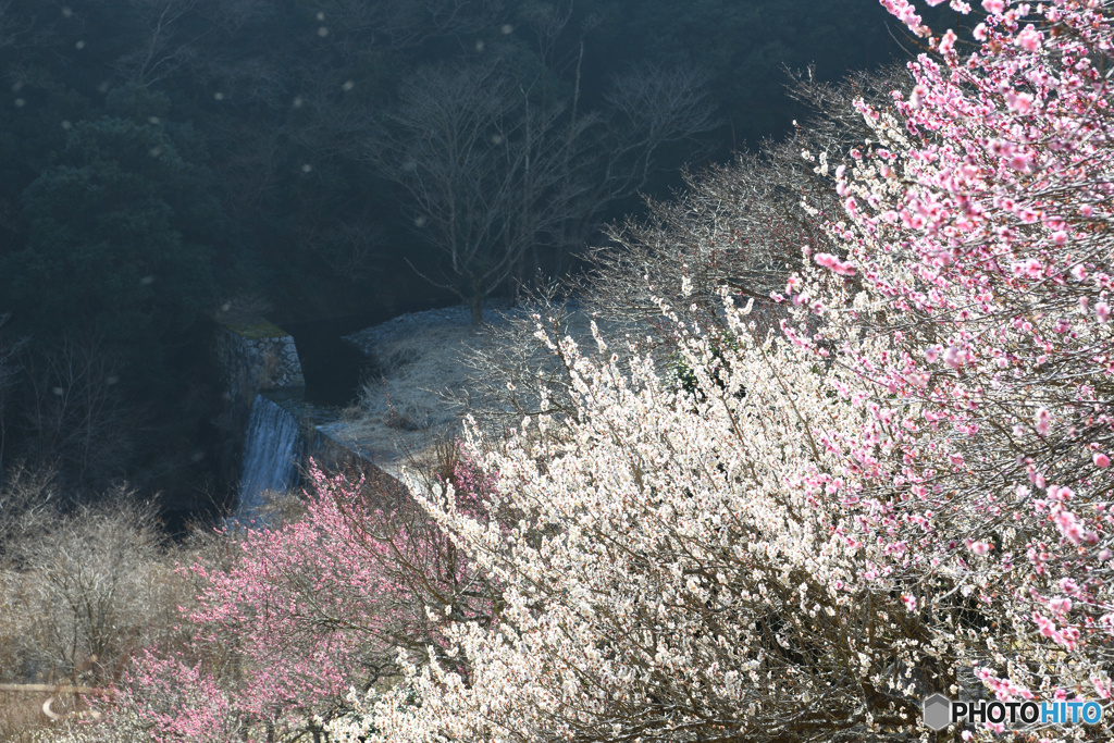 梅