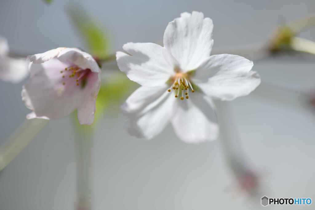 富士桜1