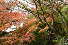 鎌倉　長谷寺　紅葉1