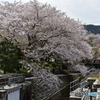 琵琶湖疏水の桜4