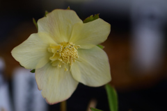 クリスマスローズ2