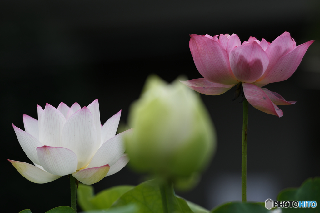 蓮の花