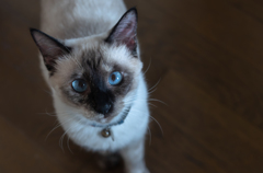 猫の気持ち